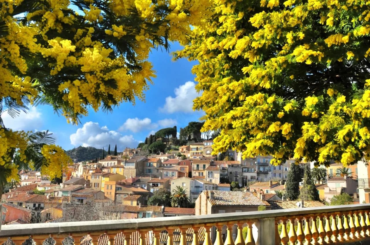 Bormes-les-Mimosas fleuri de mimosas, vue sur le village
